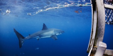 Shark Diving - Swim with the Great Whites - Everything Australia