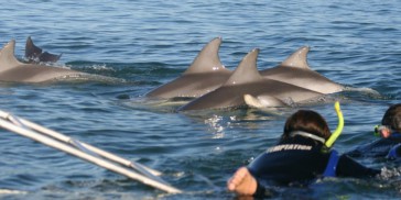 Dolphin Swim - Temptation Sailing - Everything Australia