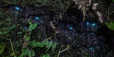 Evening Rainforest, Waterfall & Glow Worm Tour at Tamborine Mountain - Everything Australia