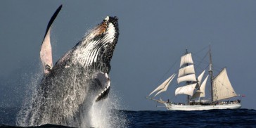 Whale Watching - Whale & Sail - Everything Australia