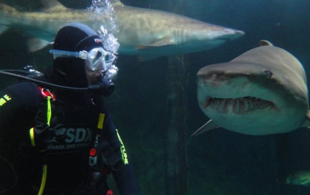 Shark Dive Xtreme - Sydney - Sydney