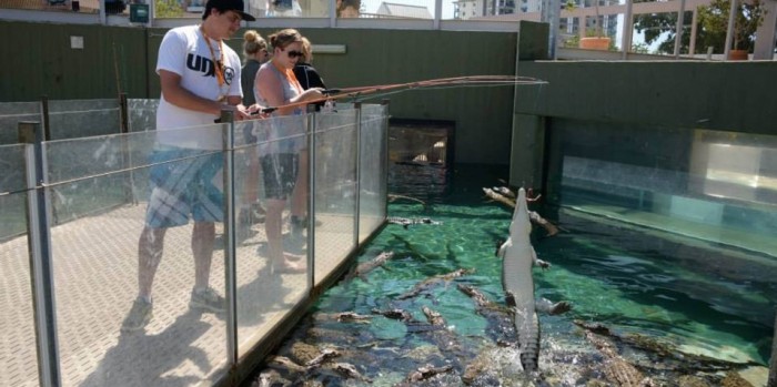 Crocosaurus Cove Big Croc Feed Experience, Darwin - Everything Australia