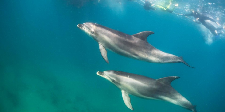 Dolphin & Seal Swim - Polperro