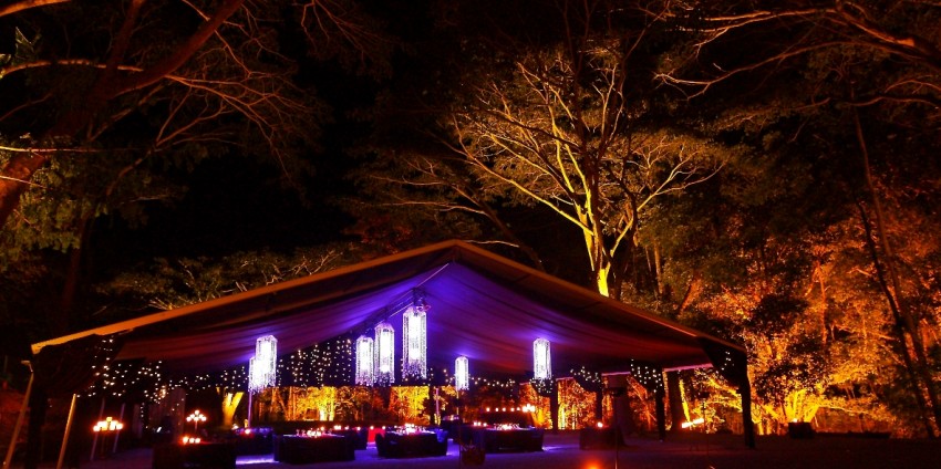Rainforest Dining - Flames of the Forest