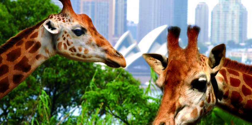 Taronga Zoo Guided & Wild Australia Tour Sydney - Everything Australia