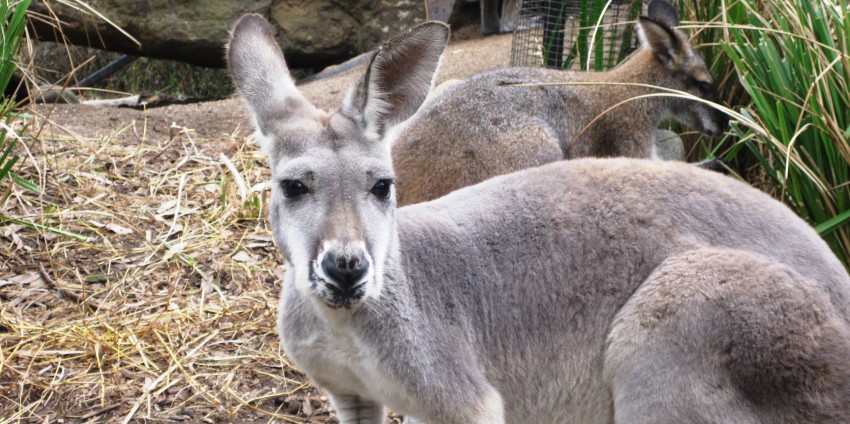 Taronga Zoo Tour, Sydney - Everything Australia