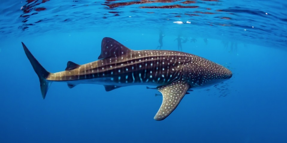 Whale Shark Swim - Ocean Eco Adventures