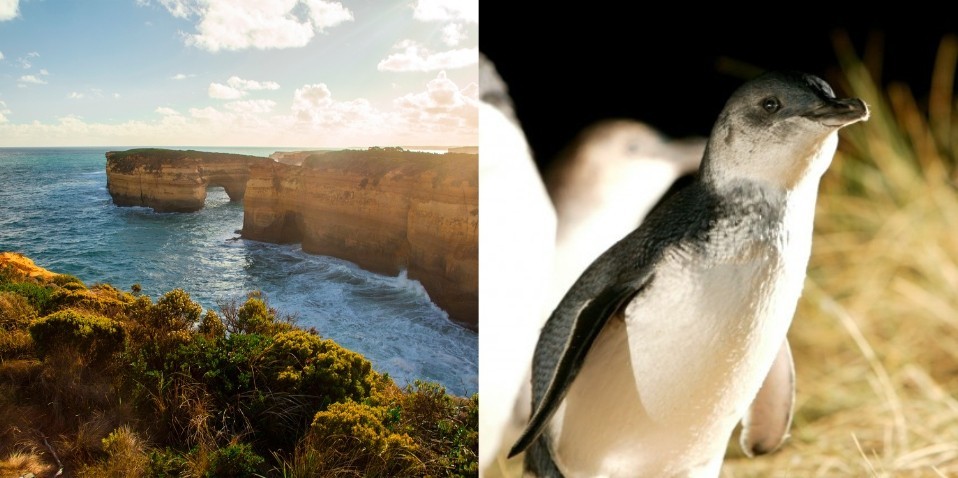 Great Ocean Road & Phillip Island Penguins Combo