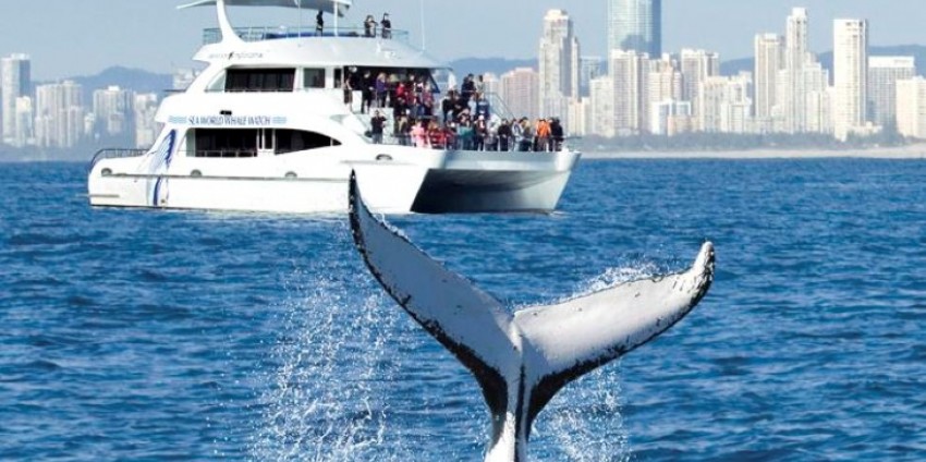 Whale Watching Gold Coast - Everything Australia