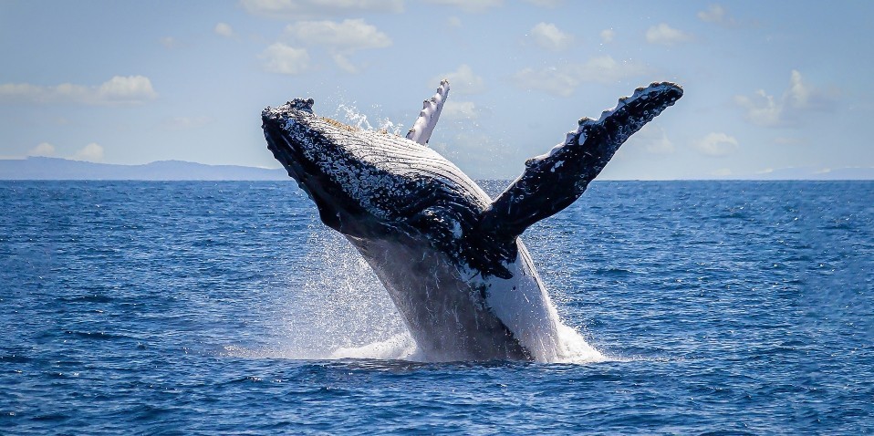 Whale Watching - Captain Cook Cruises