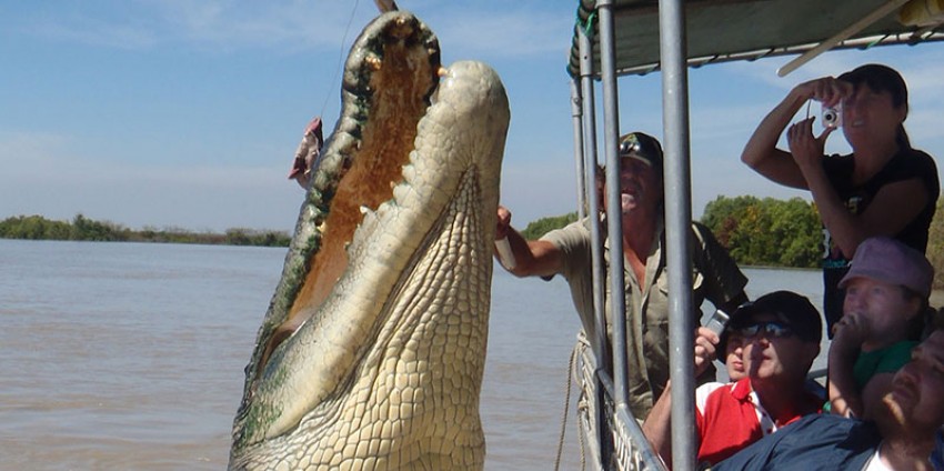 jumping croc cruise adelaide river everything australia