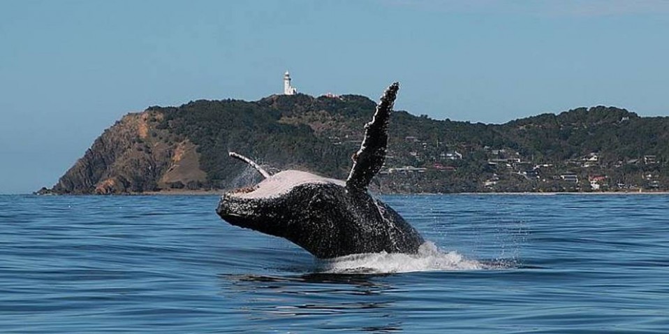 whale watching tour byron bay