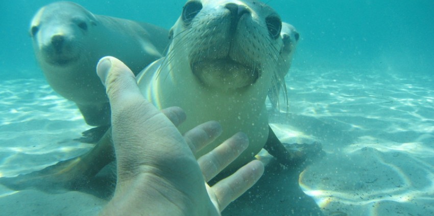 sea lion tours port lincoln