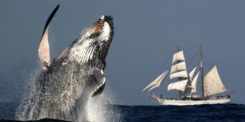 Whale Watching - Whale & Sail