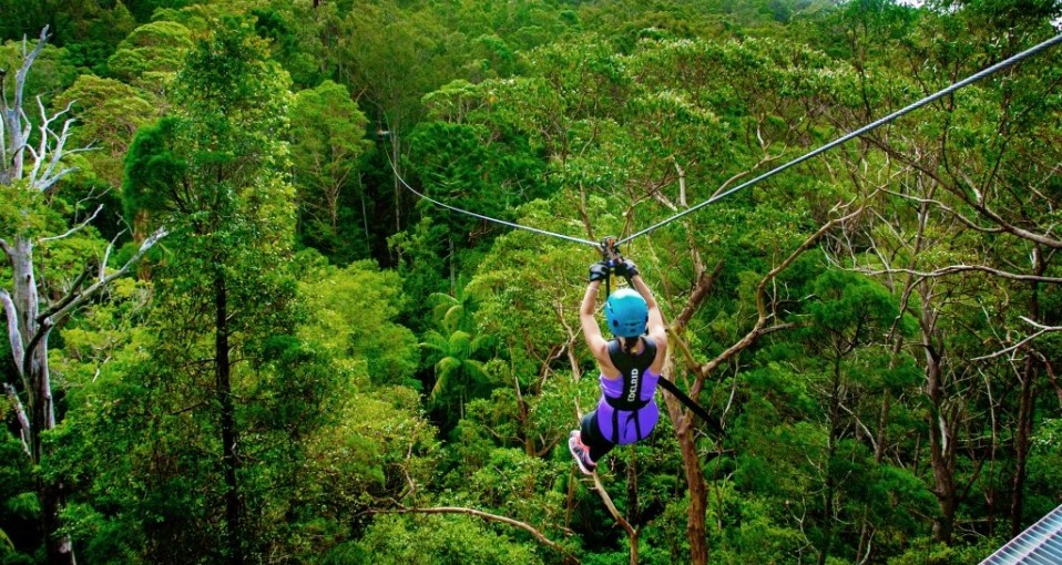 Swing & Zipline