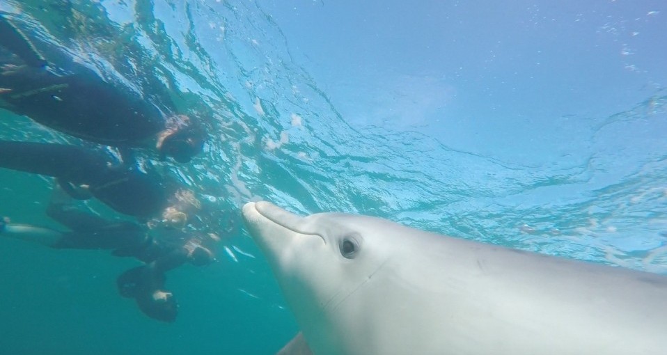 Dolphin Swim