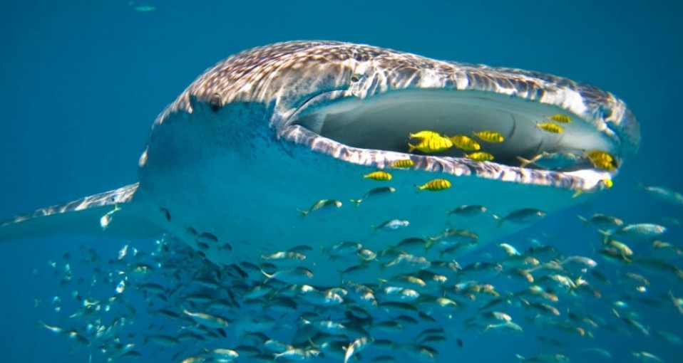 Ningaloo Reef Tours